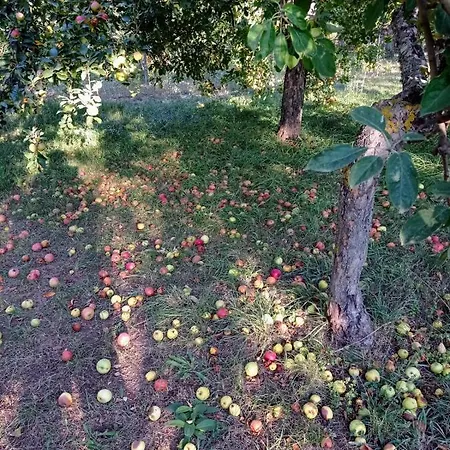 Immerso Nel Bosco Alpehytte *