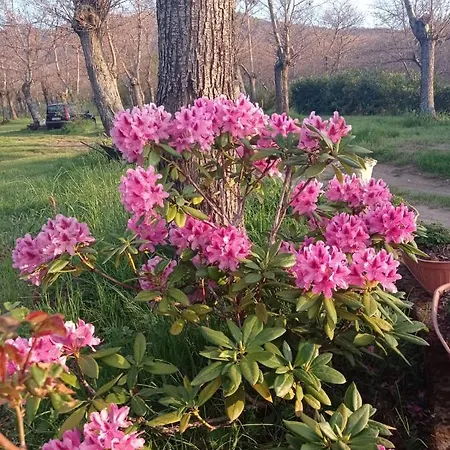 Immerso Nel Bosco Alpehytte