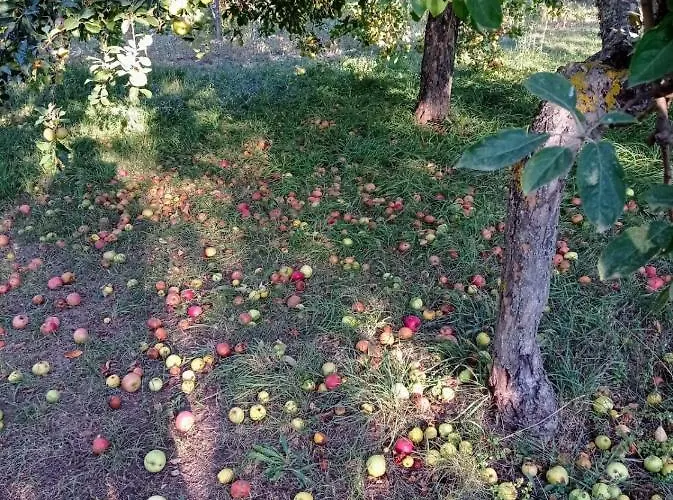 Immerso Nel Bosco Alpehytte *