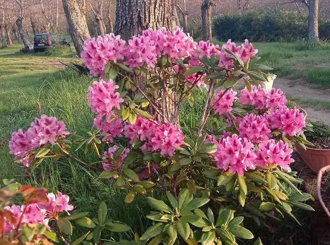 Immerso Nel Bosco Alpehytte